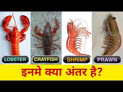 Differentiate Between Lobster,Crayfish,Shrimp And Prawn