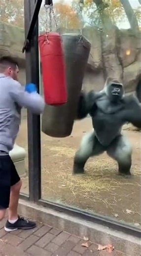 Boxer vs Gorilla… Then This Happens 🦍🥊
