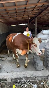 114K views · 1.1K reactions | #simmental #cattle #angus #simbrah #sapi #fleckvieh #holstein #brahman #ganado #gyr #cow #bull #heifer #simmentalcattle #leche #peternaksapi #carne #peternak #jersey #beef #charolais #farm #sapikurban #genetica #hereford #dobleproposito #embriones #simental #agropecuaria #guzerat | Biggest Bulls Photography Of The World | Facebook