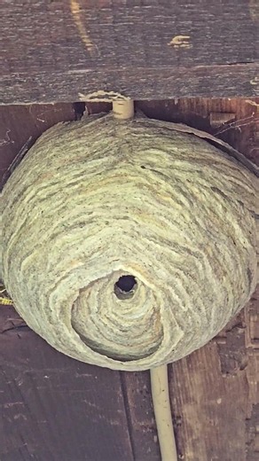 Wasp Nest Alert in the Shed!