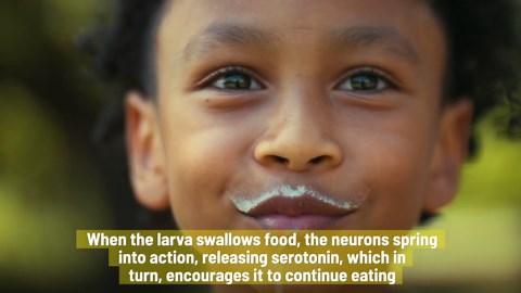 Swallowing Sparks Happiness, Revealing Insights On Overeating