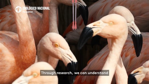 Alexandria Zoo is a proud program partner of the SAFE Andean Highland Flamingo program. Satellite tagging of Andean, Chilean, and Puna flamingos provides data on how these species breed, feed, and pinpoint important habitat locations where these species thrive. Data allows conservationists to make critical decisions on how best to advocate for these species. | Alexandria Zoological Park