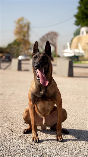 How to Train Your Dog for Trust and Discipline