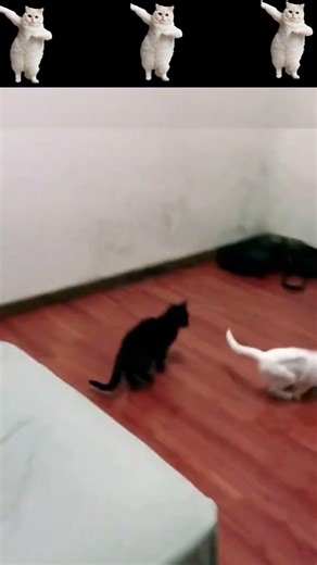 Funny Cat Fails 2026 | Try Not To Laugh 😹😂