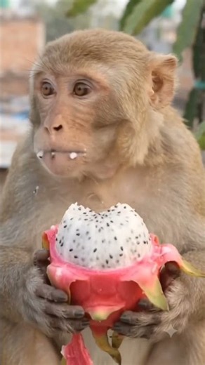 This Monkey Loves Dragon Fruit! | AI Animals