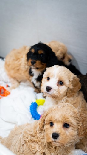 Rosedaledoodles ⭐️⭐️⭐️⭐️⭐️ on Instagram: "Puppy attack!!🥹🐾😍 #cockapoo #cavapooukclub #cavapoo #puppy #puppylove #dog #dogstagram #puppyoftheday #hypoalergenic #puppies #rosedaledoodles #dogs"