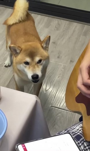 Adorable Puppy Singing Compilation | Funny and Cute Dog Videos