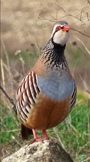 Bird Sounds - The Red-legged Partridge Call | Birds Under Threat