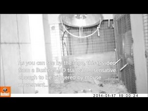 Mice Licking Bait OFF Traps Without Getting Caught, Night Video NO HARM TO MICE