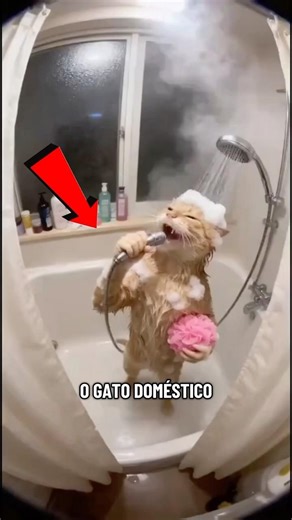 GATOS SAO alienígenas #curiosidades #animals #bichos #gatos