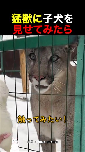 What if you showed a puppy to a wild animal?