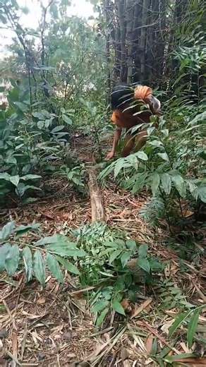 I found a very large colorful guinea pig #videoshort #animals #fypyoutube #nature