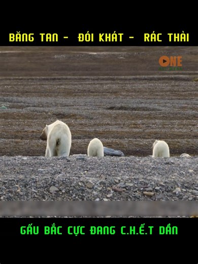 Review Thế Giới động vật tập 463 | Dougherty Pilla Valentina