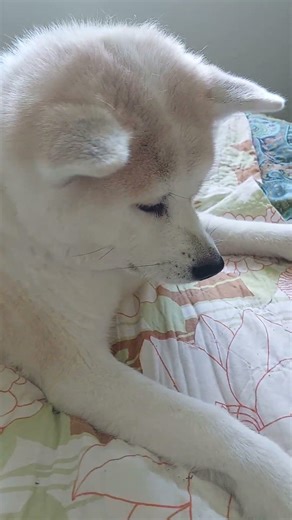 Ask Ettaru. How a Pawn loan works