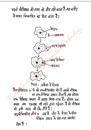 🌿 Class 10 Science Chapter 5 – Life Processes | जैव प्रक्रम | Full Chapter Explanation in Hindi