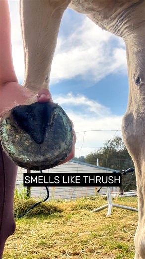 Hoof smells like compost? That’s not “just the weather.” Clean it. Pack it. Repeat. Hoof Spray for daily cleansing and Hoof Pack for a "smelly crack" #hoofcare #thrush #horsehealth #hoofproblems | The Hoof Co