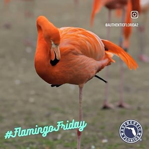 Happy #FlamingoFriday, Friends! 🦩 . #DYK: Flamingos are able to “run” on water. Thanks to their webbed feet they gain speed before lifting up into the sky. Click ❤️ if you love flamingos! We obviously do at AuthenticFlorida.com. ❤️❤️❤️❤️❤️ | Authentic Florida