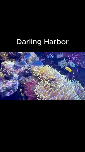 Relaxing Fish at Darling Harbour#Sydney #Relaxing #Calm #Aquarium #Fish #TravelShorts #RelaxingVideo
