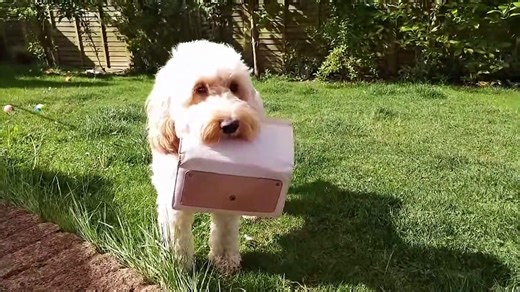 Cavapoo VS Cockapoo - Compare Two Poodle Mix Breeds