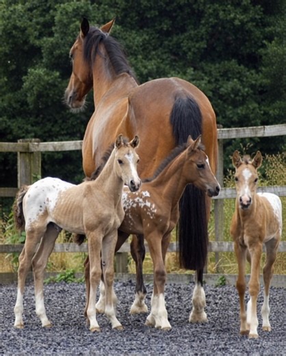 Triple the love, triple the cuteness 🐴🤎 This beautiful mare proudly stands with her three stunning foals by her side. Spotted coats, gentle eyes, and family bonds shining bright in the paddock. Nature’s perfection captured in one unforgettable moment. 🌿✨ | Horse Grapevine