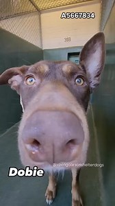 21K views · 2.7K reactions | Rescued A5667834 ✰ DOBIE -12/06/24-...