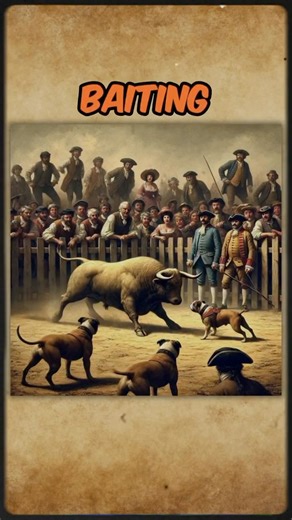History of bull baiting A brutal “sport” of the past — bull baiting forced dogs to attack bulls for human entertainment. This cruel practice caused unimaginable suffering until it was finally banned in the 1800s. Today, we remember so history never repeats itself. 🚫🐾 #EndAnimalCruelty #HistoryMatters #ProtectAnimals | PAW POINT UK