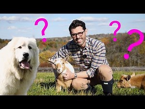 New Kitchen and Farm Update!