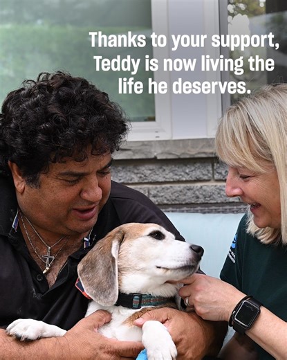 3.8K reactions · 213 shares | Six years after being freed from a life of isolation and pain in an animal testing lab, Teddy’s living to a ripe old age in his loving home. His journey is proof of what’s possible when we fight for change. Support our lifesaving work for all animals! 冀 | Humane World for Animals | Facebook