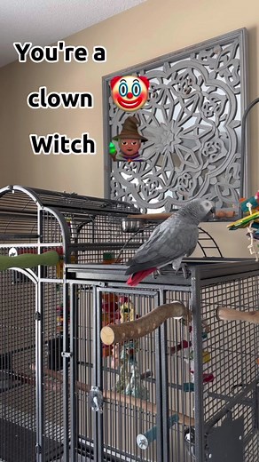 Gizmo the African Grey Parrot: A Funny Clown Witch? 🤡🧙‍♀️