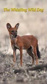 Why Are Dholes Called Whistling Dogs? #wildlife #nature