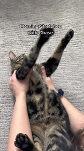 I’m crying 🤣 he’s too funny | Dontstopmeowing
