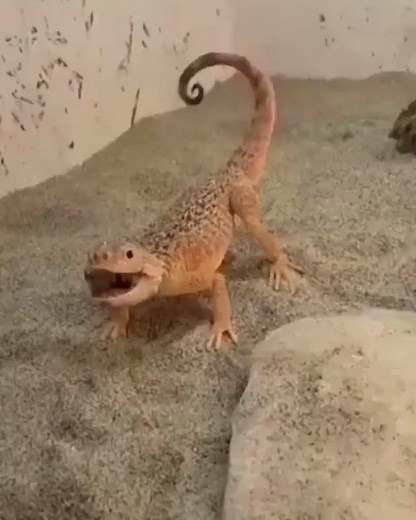 528K views · 4.1K reactions | Is he angry? #beardeddragon #beardeddragonlife #beardeddragonbreeder #beardeddragonsofinsta #trendingreels #virals | Bearded Dragon Lovers Community | Facebook