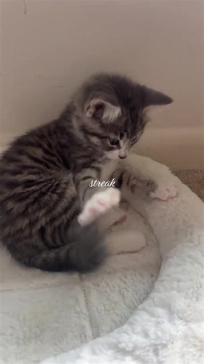 Cute Cat Streak Reminder — Part 19