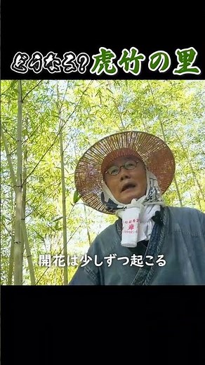 [Taketora] What happens to the bamboo forest when the bamboo flowers bloom? Tiger Bamboo Village,...