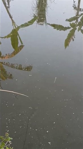 virall 2026 short frishing video#fishing #shorts