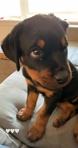 Adorable Baby Rottweiler Chomping Playfully 😂