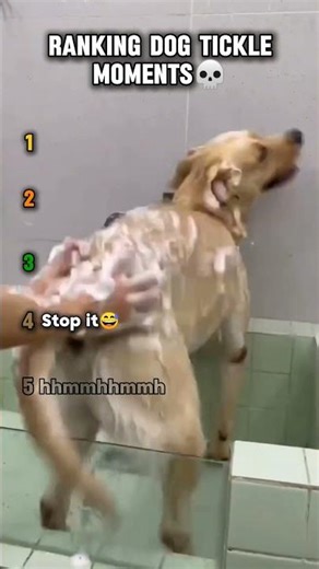 Ranking dog tickle moments#dogvideos#viralshots#funnyvideos