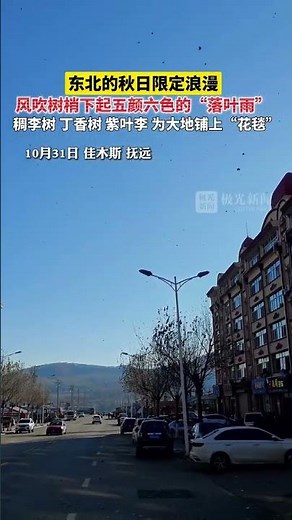 东北的秋日限定浪漫，风吹树梢下起五颜六色的“落叶雨”，稠李树、丁香树、紫叶李，为大地铺上“花毯”