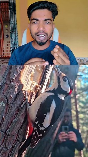 The Amazing Hunting Technique of the Katthokra (Woodpecker) | Nature's Incredible Survival Skills 🐦🌿