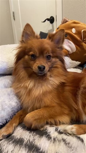 Exploring the Beauty of Foxface Pomeranians