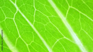 Captured in stunning detail, the close-up shot unveils the leaf's mesmerizing texture, each vein a testament to nature's artistry. A symphony of green, it whispers of vitality and renewal.