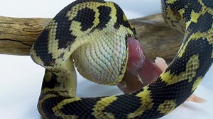 Close-up Snake Eating Mouse View Unhinged Stock Footage Video (100% Royalty-free) 1020243805 | Shutterstock