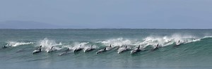 What Is a Group of Dolphins Called?
