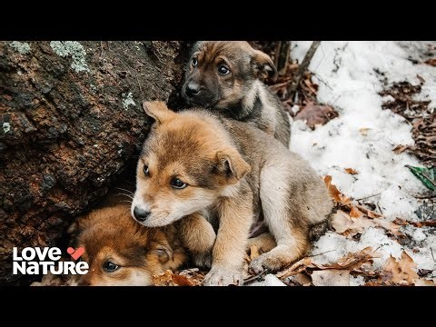 Wolf Pups in Danger! | New Kids In The Wild 101+102