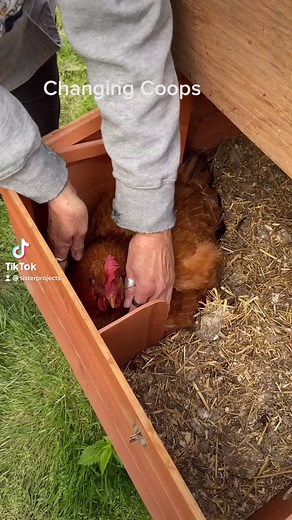 Discovering the baby chickens. #farmlife #farm #barn #Larry #PonderWithZion #ROMWEGetGraphic