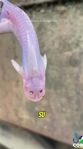 THE MOST DANGEROUS ANIMALS OF THE AMAZON #shorts #funfacts #animals