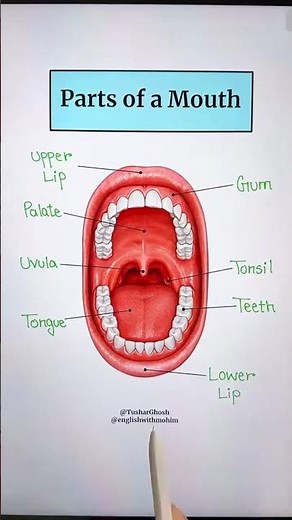 Parts of a Mouth#biologyclass #basicbiologyknowledge