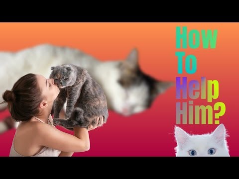 Why Your Cat Pees on Your Bed (and How to Stop It!)