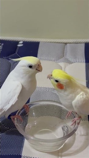 很和谐The Singer and the Stroller #birds #cockatiel #parrot #cute #pets #治愈系 #玄凤鹦鹉 #萌宠