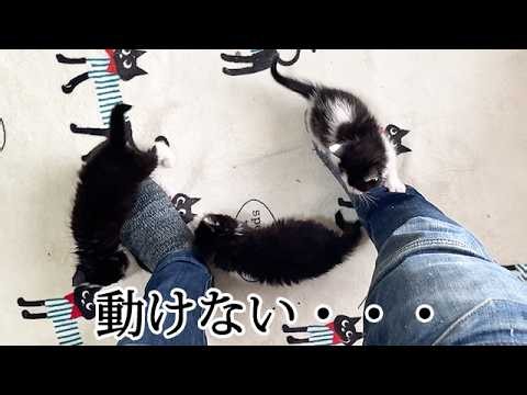 部屋に入ると襲い掛かってくる保護子猫たち